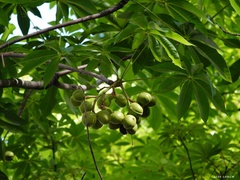 Sterculia foetida