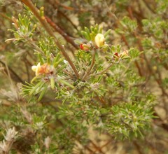 Phyllota pleurandroides
