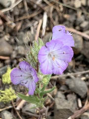 Phacelia linearis
