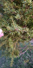 Podocarpus totara