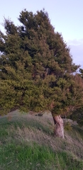 Podocarpus totara