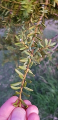 Podocarpus totara