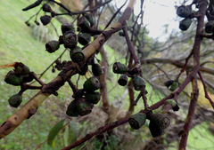 Eucalyptus macrandra