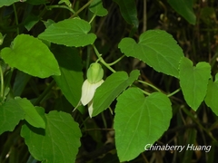 Codonopsis javanica japonica