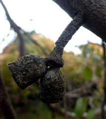 Eucalyptus macrandra