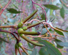 Eucalyptus macrandra