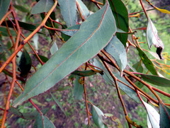 Eucalyptus macrandra