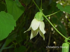Codonopsis javanica japonica