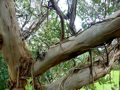 Eucalyptus macrandra