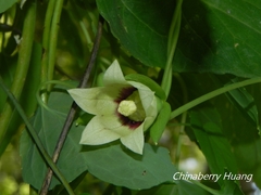 Codonopsis javanica japonica