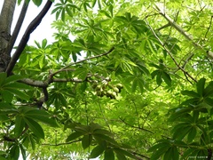 Sterculia foetida