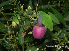 Codonopsis javanica japonica