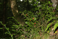 Ruscus colchicus