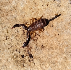 Euscorpius