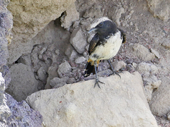 Oenanthe lugubris schalowi