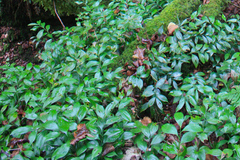 Ruscus colchicus