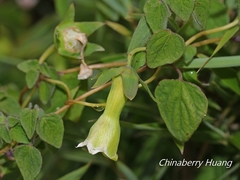 Codonopsis kawakamii