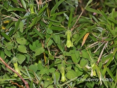 Codonopsis kawakamii