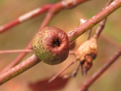 Apiomorpha variabilis