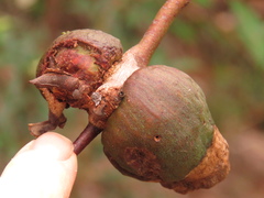 Apiomorpha variabilis