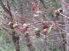 Apiomorpha variabilis