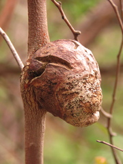 Apiomorpha variabilis