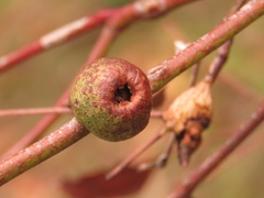 Apiomorpha variabilis