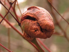 Apiomorpha variabilis