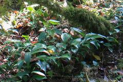 Ruscus colchicus