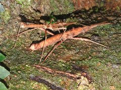 Neohirasea hongkongensis