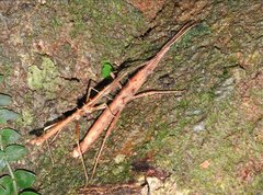 Neohirasea hongkongensis
