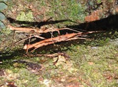 Neohirasea hongkongensis