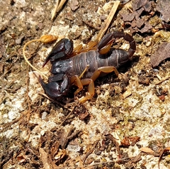 Euscorpius