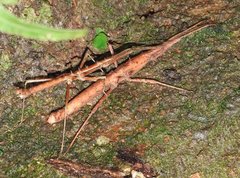 Neohirasea hongkongensis