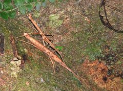 Neohirasea hongkongensis