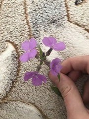 Hesperis matronalis