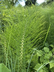 Equisetum telmateia