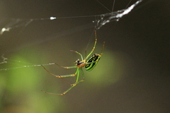 Leucauge celebesiana