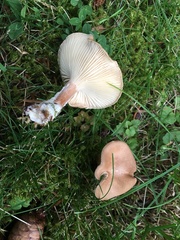 Infundibulicybe squamulosa