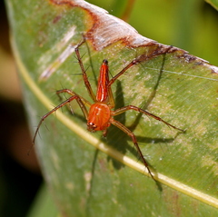 Oxyopes lineatipes