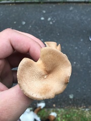 Infundibulicybe squamulosa