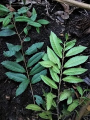 Elaeocarpus holopetalus