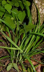 Carex purpurifera