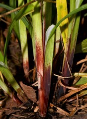 Carex purpurifera