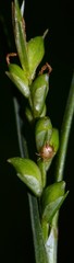 Carex purpurifera