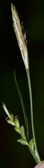 Carex purpurifera