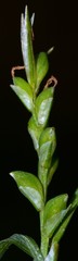 Carex purpurifera