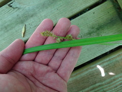 Carex sparganioides