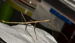 Diapheromera calcarata