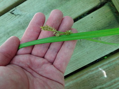 Carex sparganioides
